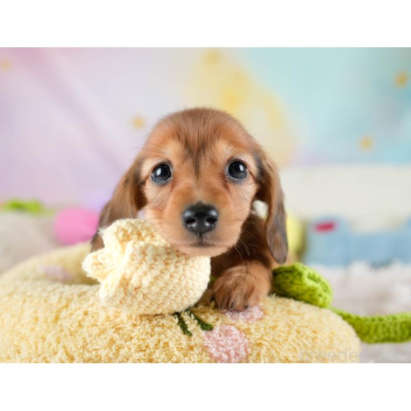 販売中の埼玉県のミニチュアダックスフンド(ロングヘアード)-436340の7枚目