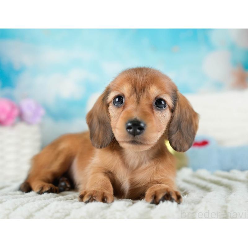 販売中の埼玉県のミニチュアダックスフンド(ロングヘアード)-436340の5枚目