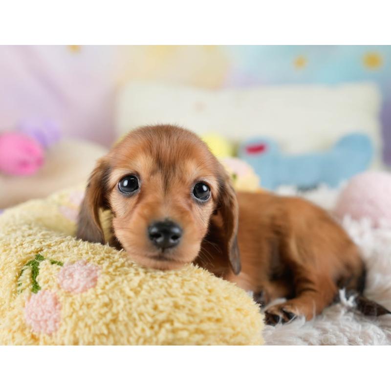 販売中の埼玉県のミニチュアダックスフンド(ロングヘアード)-436340の3枚目