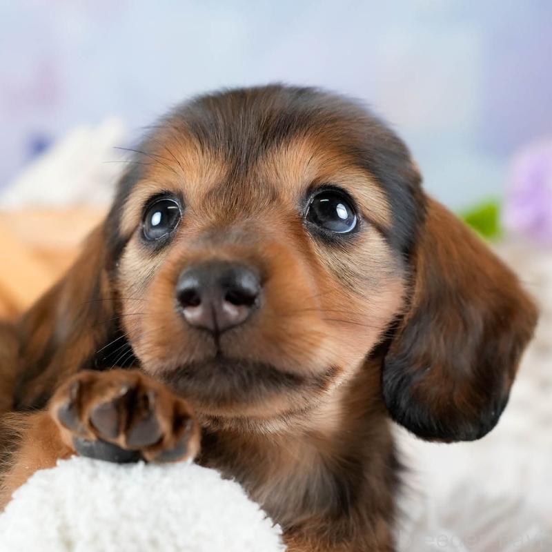 販売中の埼玉県のミニチュアダックスフンド(ロングヘアード)-436342