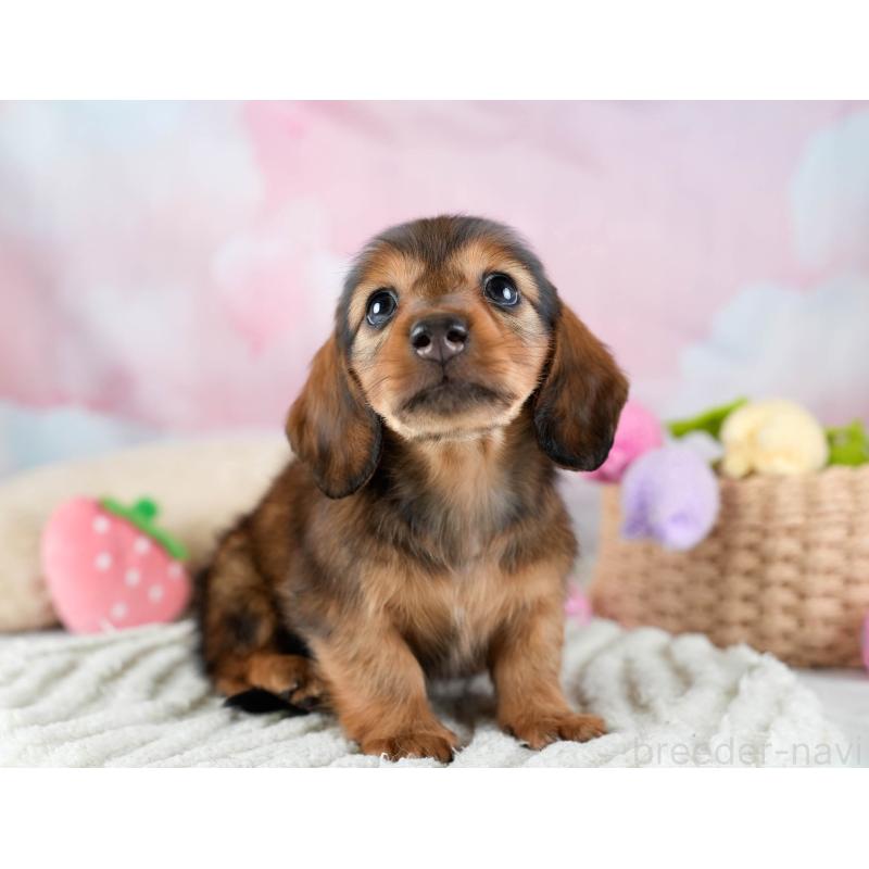 販売中の埼玉県のミニチュアダックスフンド(ロングヘアード)-436342の10枚目