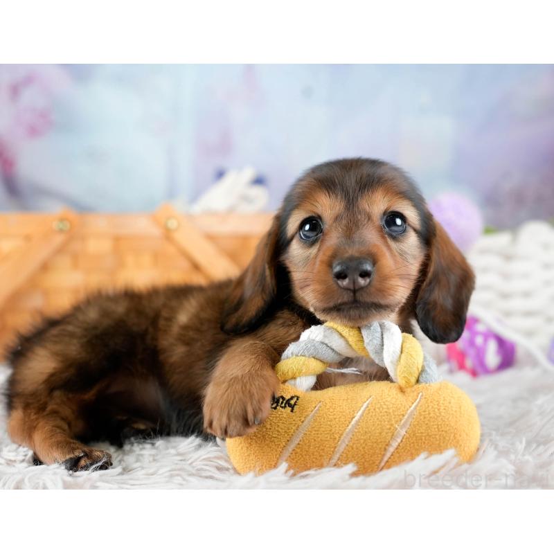 販売中の埼玉県のミニチュアダックスフンド(ロングヘアード)-436342の9枚目