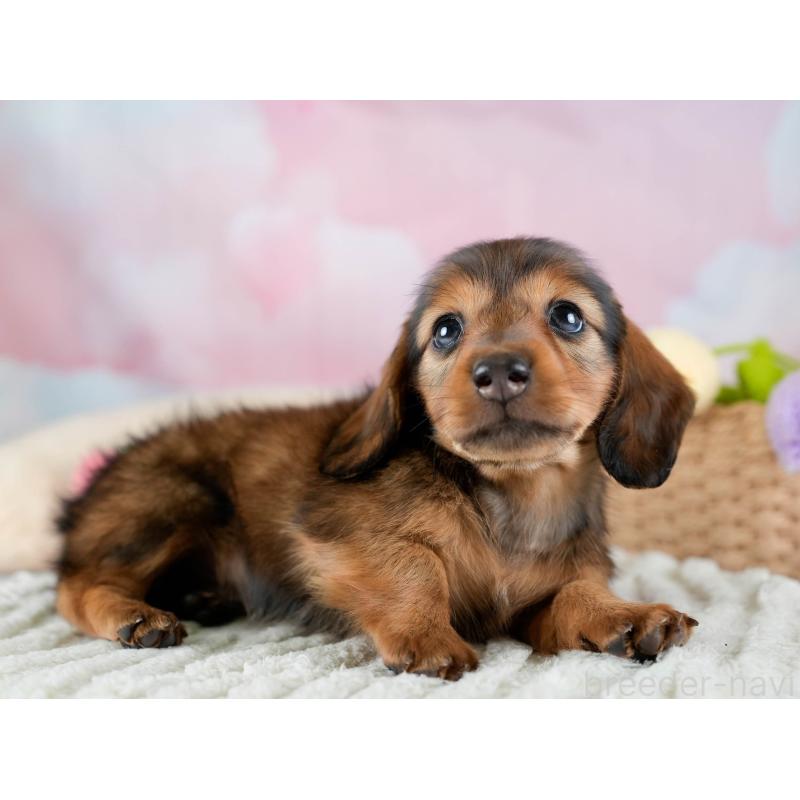 販売中の埼玉県のミニチュアダックスフンド(ロングヘアード)-436342の8枚目