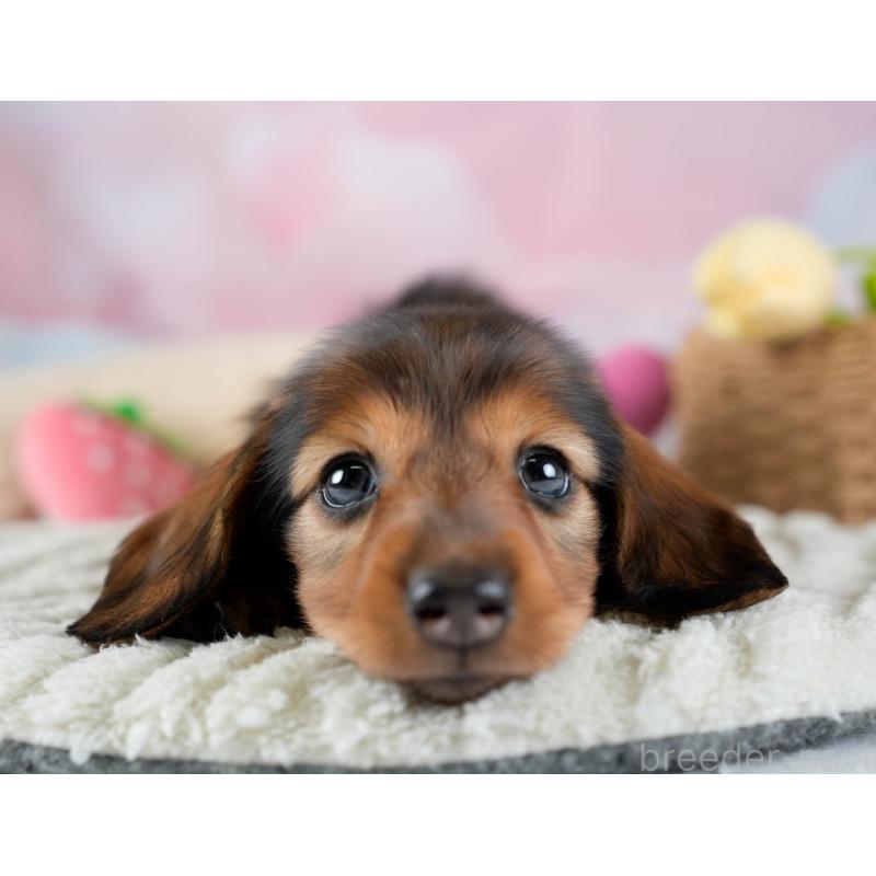 販売中の埼玉県のミニチュアダックスフンド(ロングヘアード)-436342の7枚目