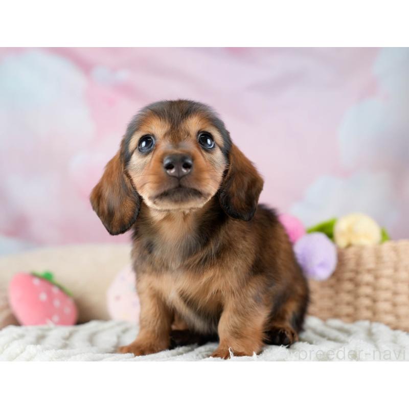 販売中の埼玉県のミニチュアダックスフンド(ロングヘアード)-436342の6枚目