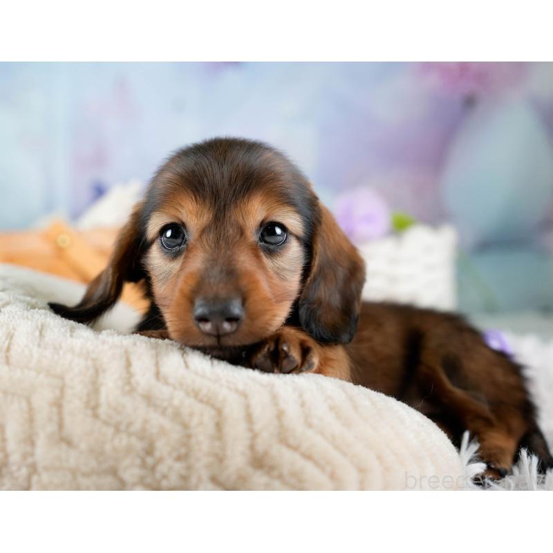 販売中の埼玉県のミニチュアダックスフンド(ロングヘアード)-436342の5枚目