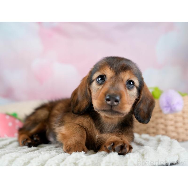 販売中の埼玉県のミニチュアダックスフンド(ロングヘアード)-436342の4枚目