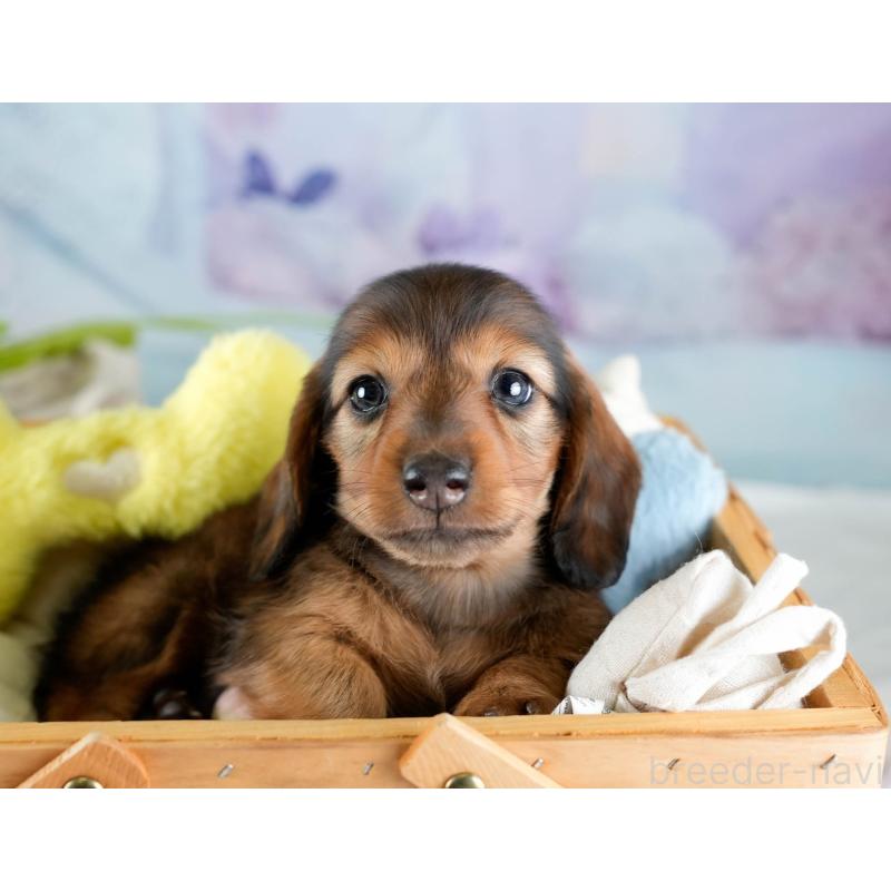 販売中の埼玉県のミニチュアダックスフンド(ロングヘアード)-436342の3枚目