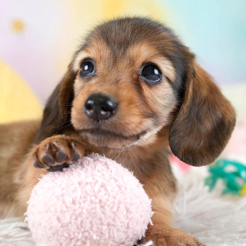 販売中の埼玉県のミニチュアダックスフンド(ロングヘアード)-436343