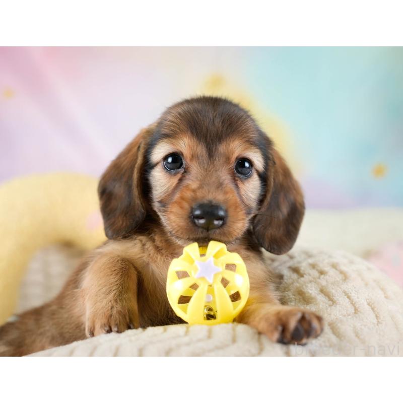 販売中の埼玉県のミニチュアダックスフンド(ロングヘアード)-436343の11枚目