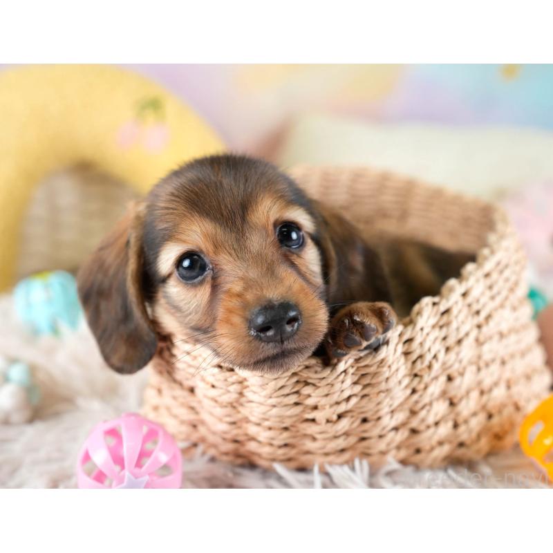 販売中の埼玉県のミニチュアダックスフンド(ロングヘアード)-436343の10枚目