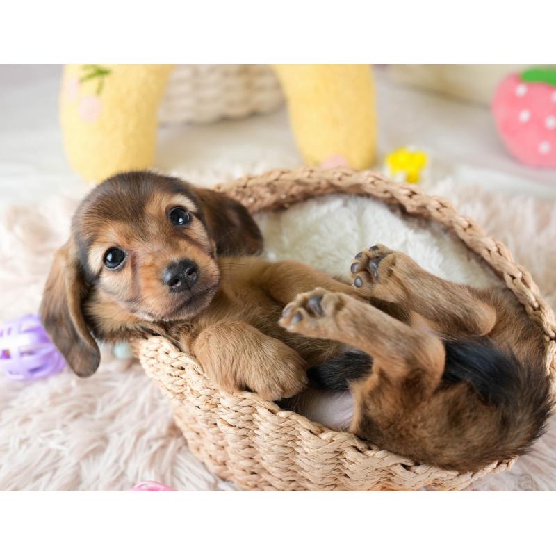 販売中の埼玉県のミニチュアダックスフンド(ロングヘアード)-436343の9枚目