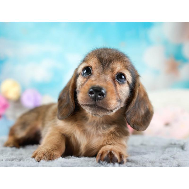 販売中の埼玉県のミニチュアダックスフンド(ロングヘアード)-436343の8枚目