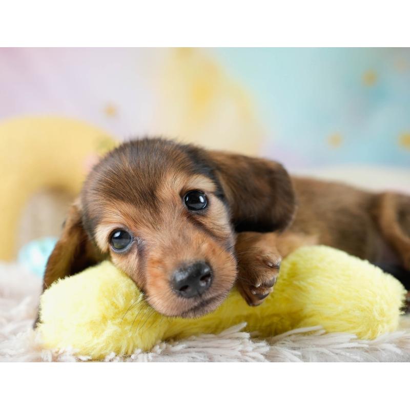 販売中の埼玉県のミニチュアダックスフンド(ロングヘアード)-436343の5枚目