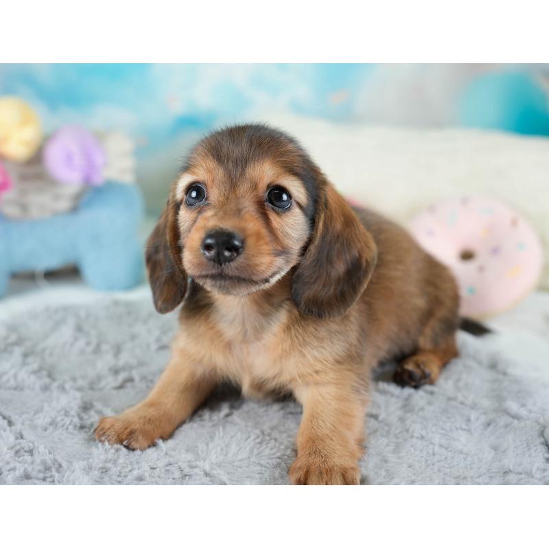 販売中の埼玉県のミニチュアダックスフンド(ロングヘアード)-436343の4枚目