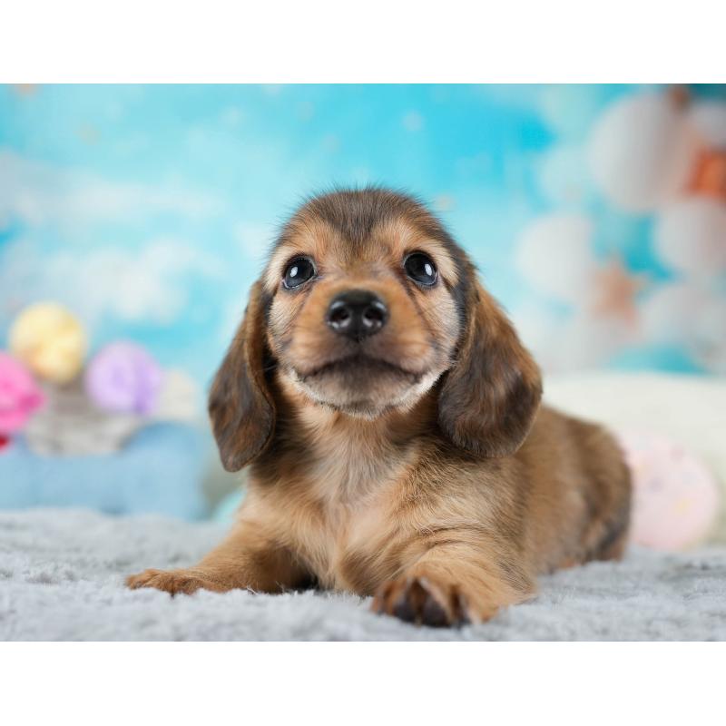 販売中の埼玉県のミニチュアダックスフンド(ロングヘアード)-436343の3枚目