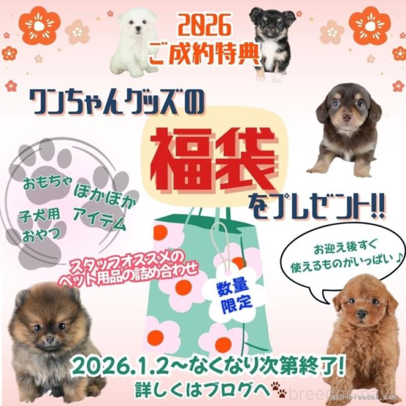 販売中の埼玉県のカニンヘンダックスフンド(ロングヘアード)-436387の16枚目