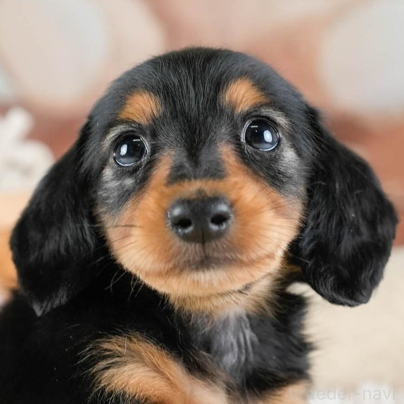 販売中の埼玉県のカニンヘンダックスフンド(ロングヘアード)-436387