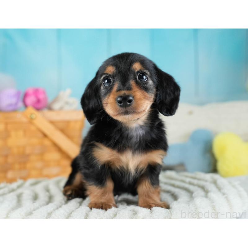 販売中の埼玉県のカニンヘンダックスフンド(ロングヘアード)-436387の10枚目