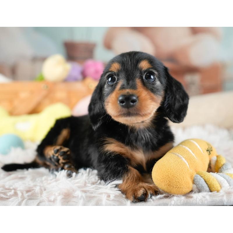 販売中の埼玉県のカニンヘンダックスフンド(ロングヘアード)-436387の9枚目