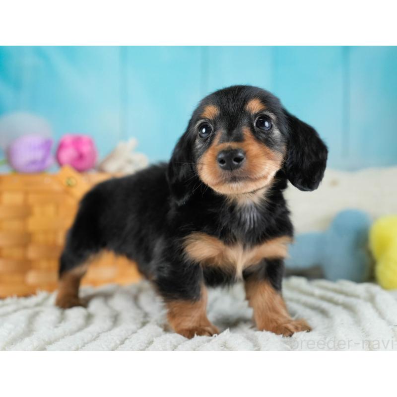 販売中の埼玉県のカニンヘンダックスフンド(ロングヘアード)-436387の8枚目