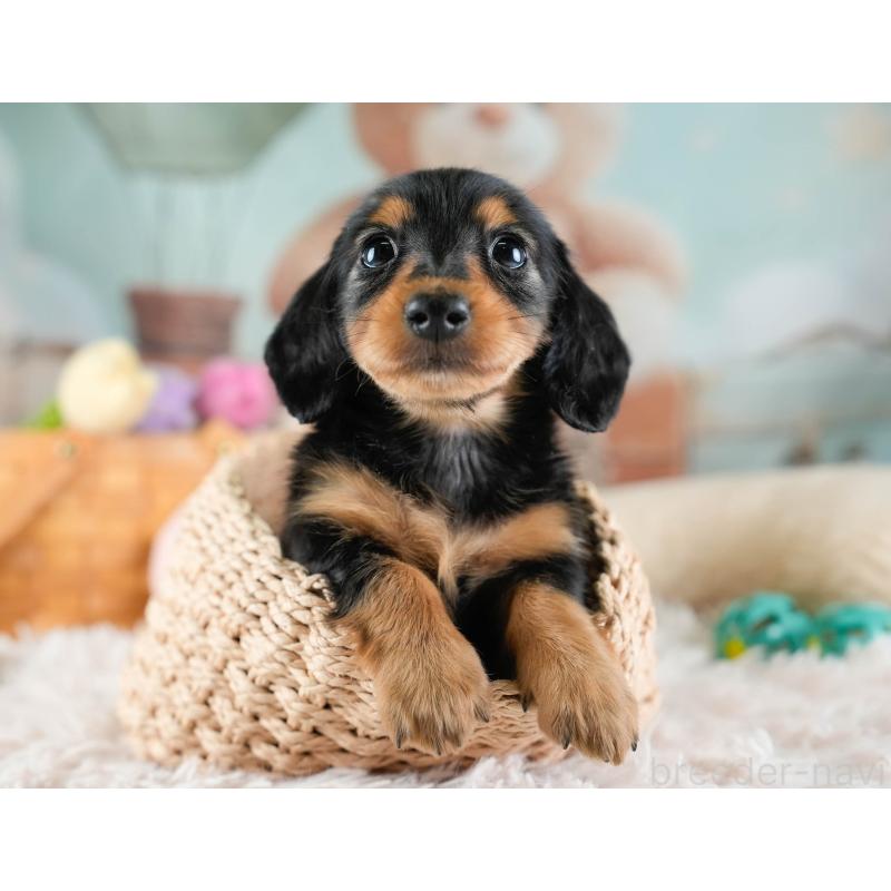 販売中の埼玉県のカニンヘンダックスフンド(ロングヘアード)-436387の7枚目