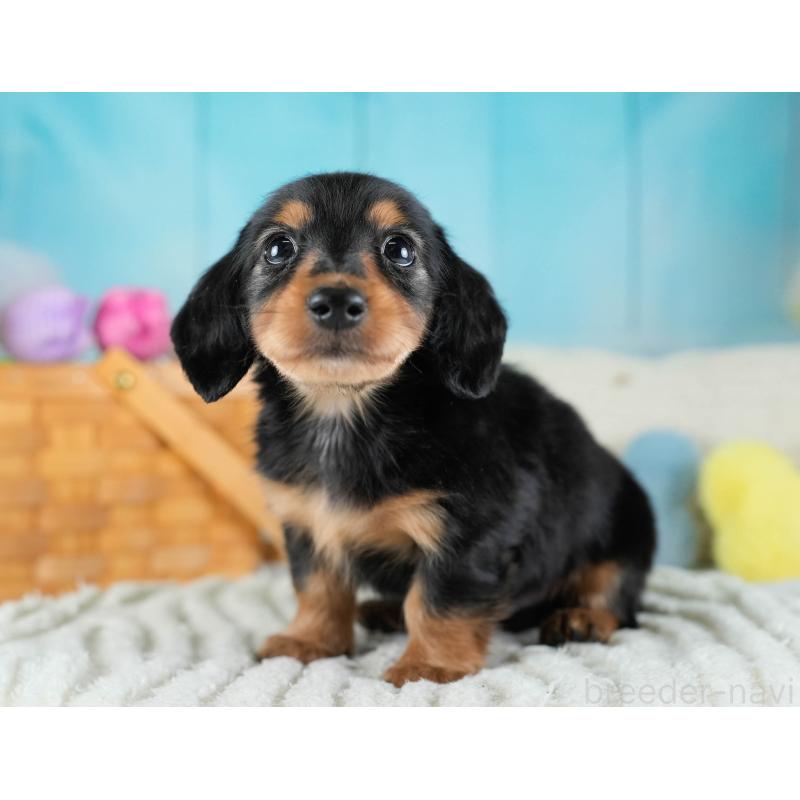 販売中の埼玉県のカニンヘンダックスフンド(ロングヘアード)-436387の5枚目