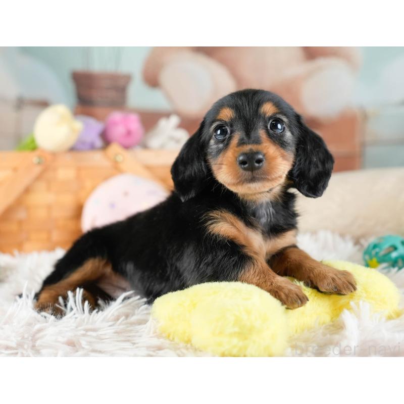 販売中の埼玉県のカニンヘンダックスフンド(ロングヘアード)-436387の4枚目