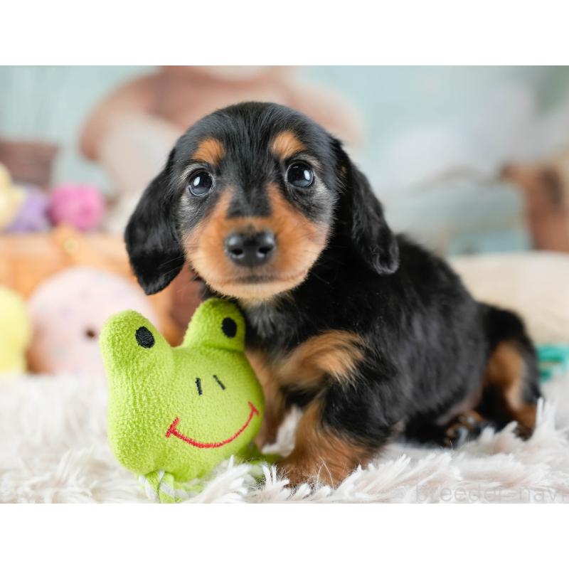 販売中の埼玉県のカニンヘンダックスフンド(ロングヘアード)-436387の3枚目