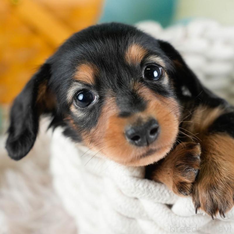 販売中の埼玉県のカニンヘンダックスフンド(ロングヘアード)-436382の1枚目