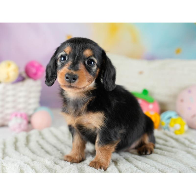 販売中の埼玉県のカニンヘンダックスフンド(ロングヘアード)-436382の11枚目