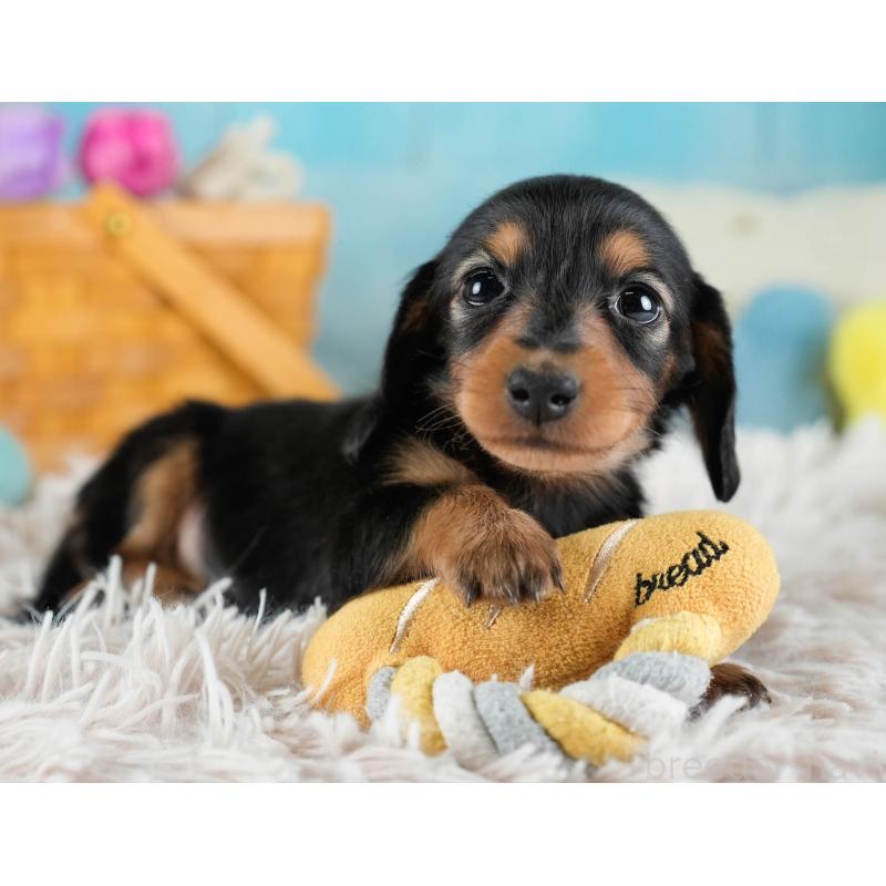 販売中の埼玉県のカニンヘンダックスフンド(ロングヘアード)-436382の10枚目