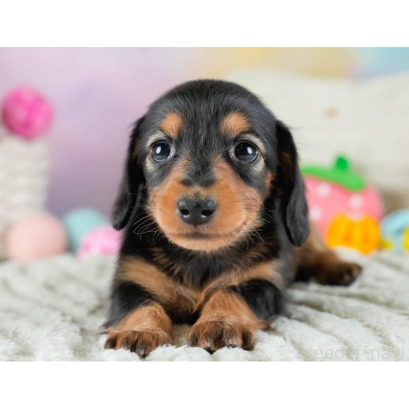 販売中の埼玉県のカニンヘンダックスフンド(ロングヘアード)-436382の8枚目