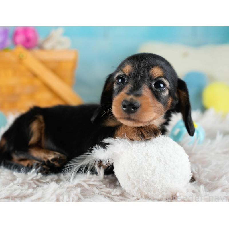 販売中の埼玉県のカニンヘンダックスフンド(ロングヘアード)-436382の7枚目