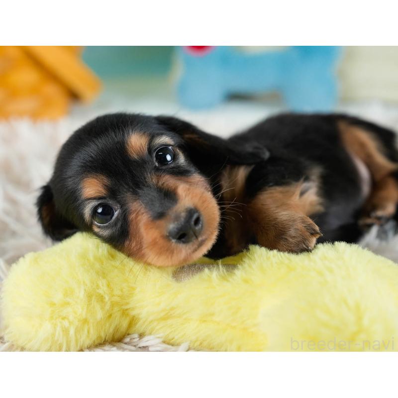 販売中の埼玉県のカニンヘンダックスフンド(ロングヘアード)-436382の5枚目