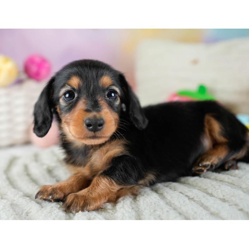 販売中の埼玉県のカニンヘンダックスフンド(ロングヘアード)-436382の4枚目