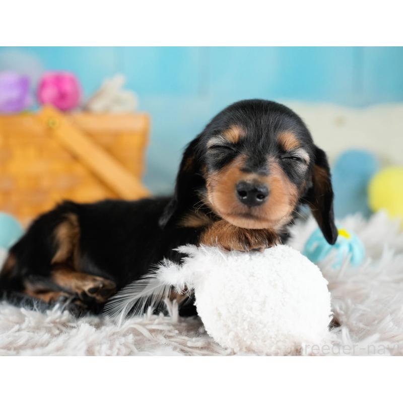 販売中の埼玉県のカニンヘンダックスフンド(ロングヘアード)-436382の3枚目