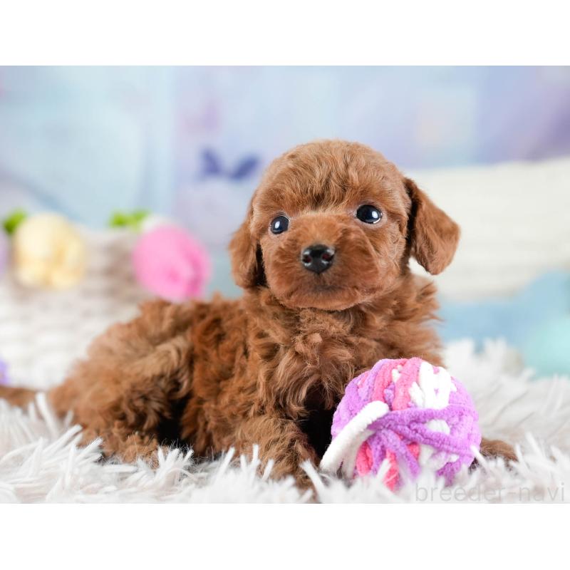 販売中の埼玉県のトイプードル-436379の11枚目