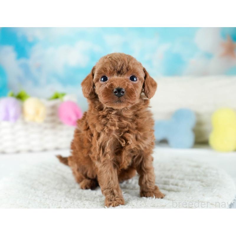 販売中の埼玉県のトイプードル-436379の10枚目