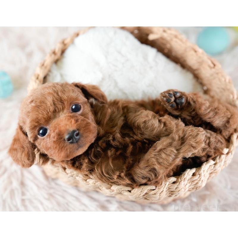 販売中の埼玉県のトイプードル-436379の9枚目