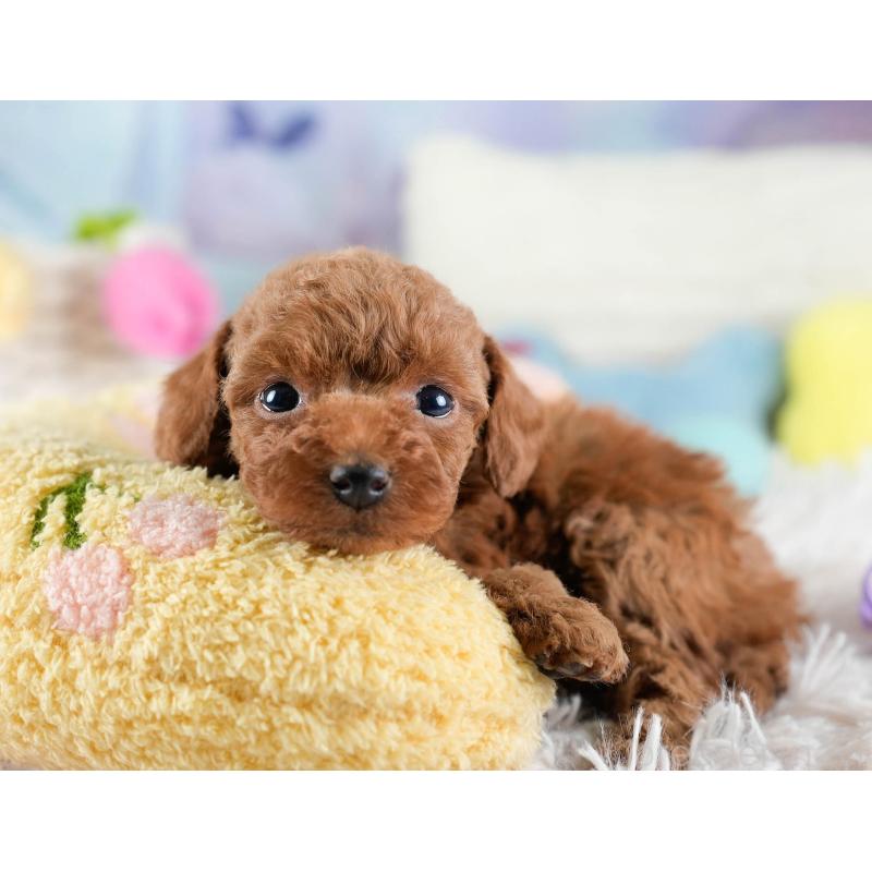 販売中の埼玉県のトイプードル-436379の8枚目