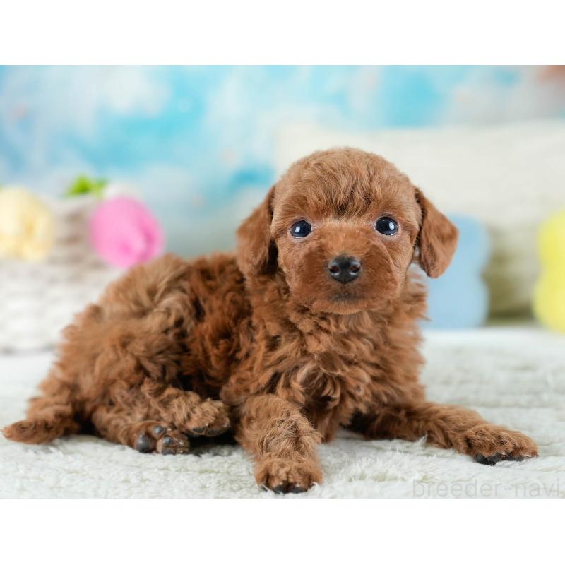 販売中の埼玉県のトイプードル-436379の7枚目