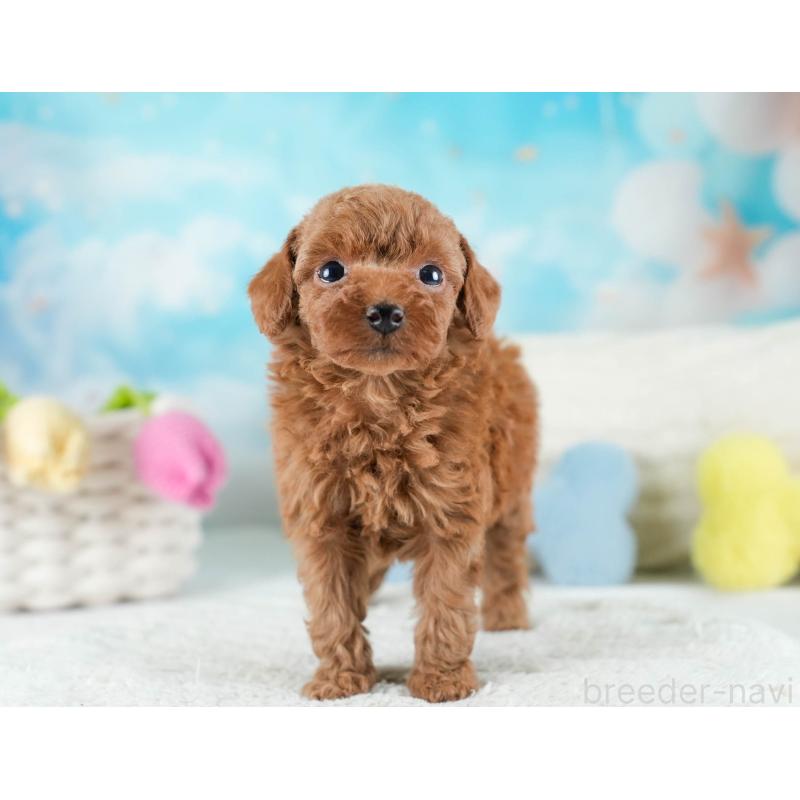 販売中の埼玉県のトイプードル-436379の6枚目