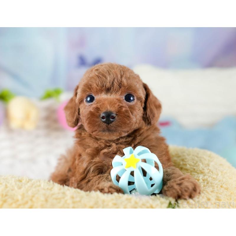 販売中の埼玉県のトイプードル-436379の5枚目