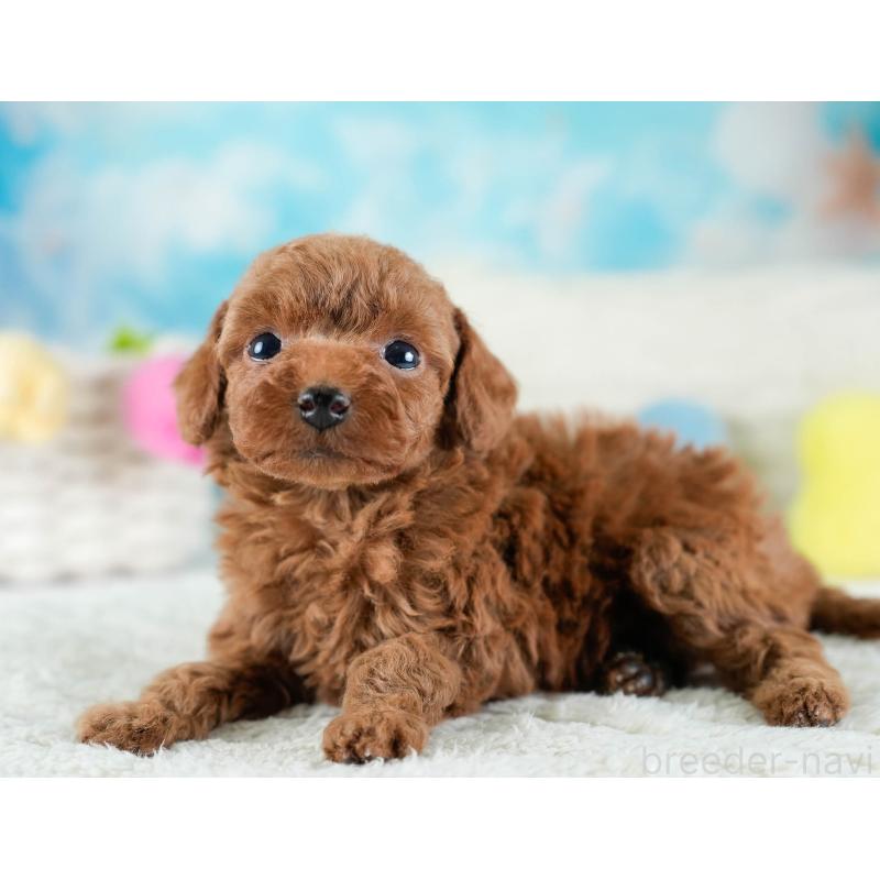 販売中の埼玉県のトイプードル-436379の4枚目