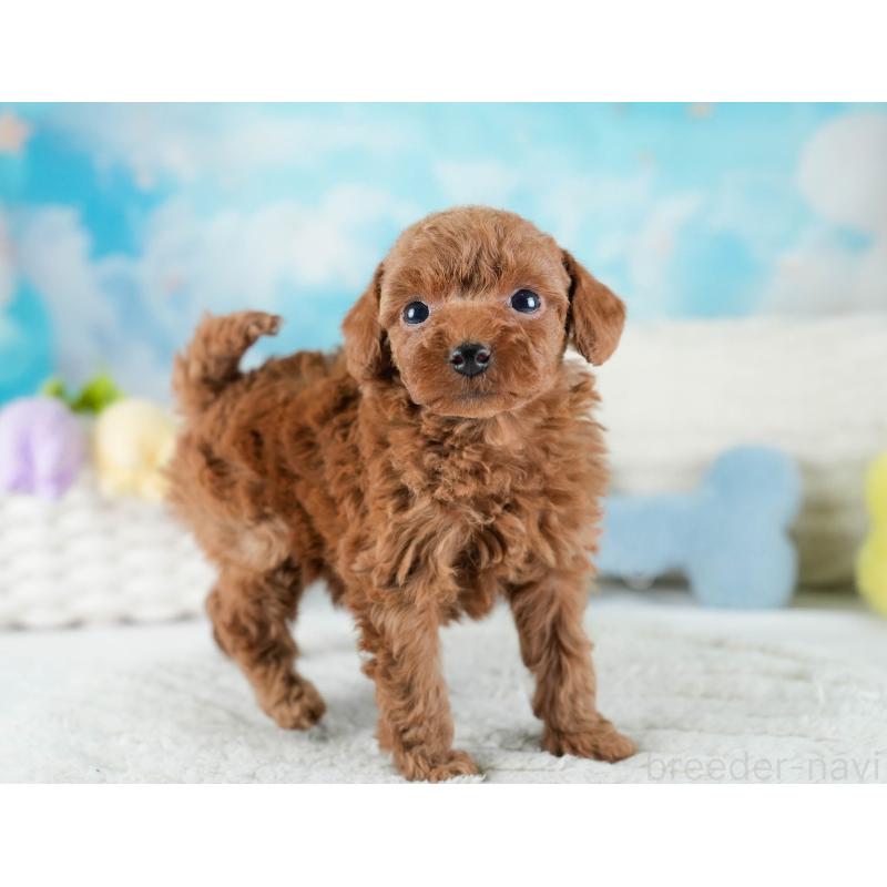 販売中の埼玉県のトイプードル-436379の3枚目