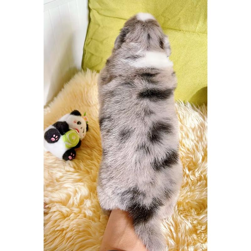 販売中の岐阜県のボーダーコリー-436065の5枚目