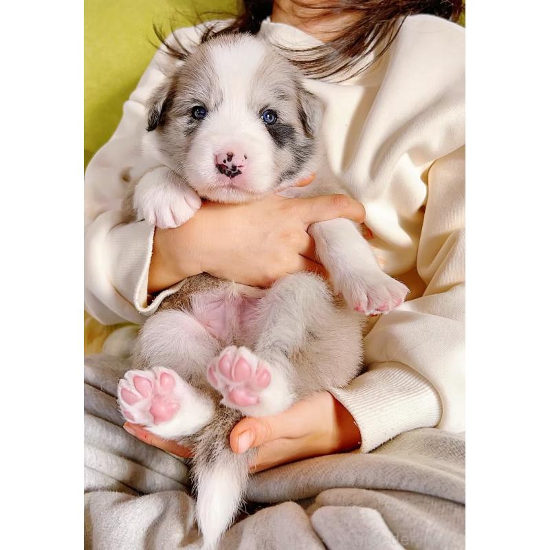 販売中の岐阜県のボーダーコリー-436065の4枚目