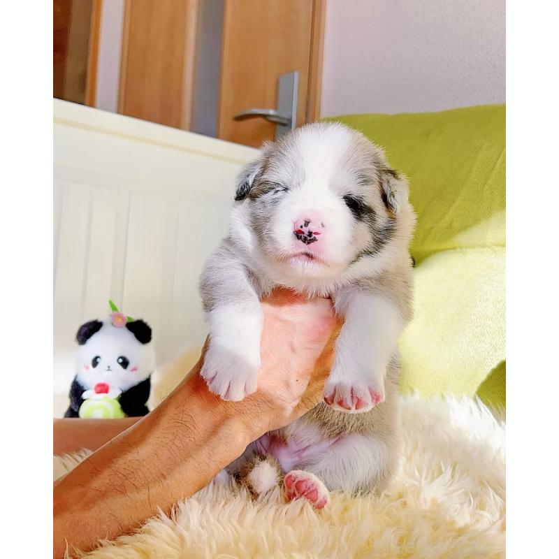 販売中の岐阜県のボーダーコリー-436065の3枚目