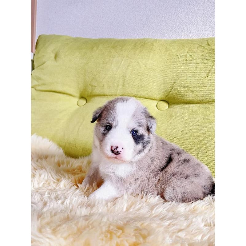 販売中の岐阜県のボーダーコリー-436065の2枚目